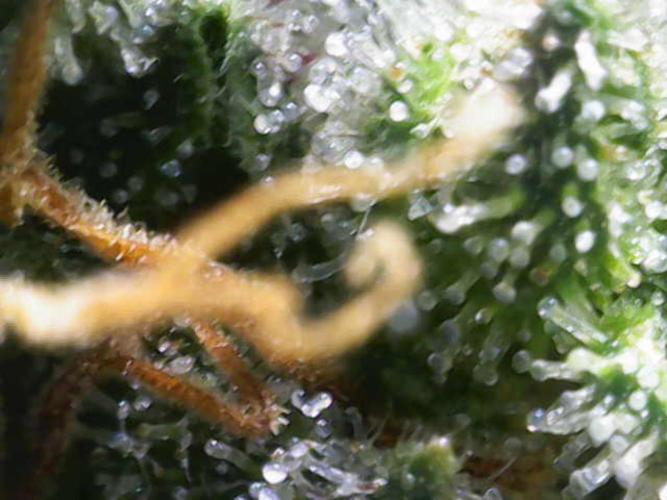 Mentha de Croco Bx1 F2. Week 17