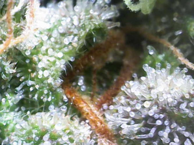 Mentha de Croco Bx1 F2. Week 17
