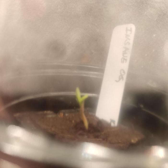 Insane OG. Week 0