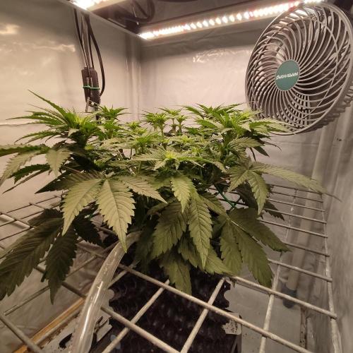 Ghost Train Haze #2. Week 6