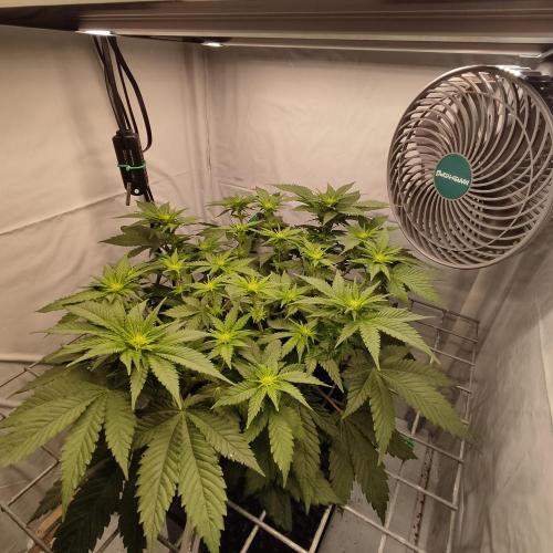 Ghost Train Haze #2. Week 6