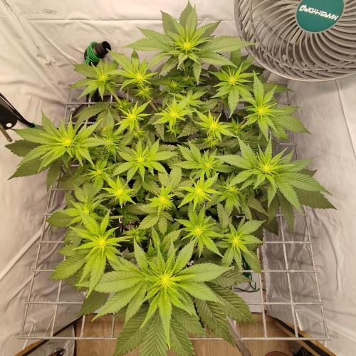 Ghost Train Haze #2. Week 6