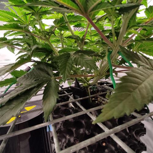 Ghost Train Haze #2. Week 6