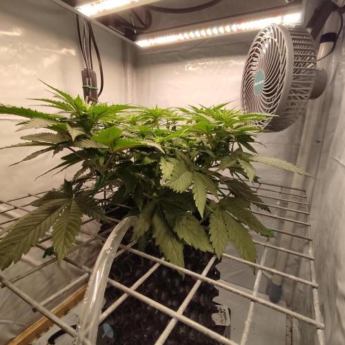 Ghost Train Haze #2. Week 6