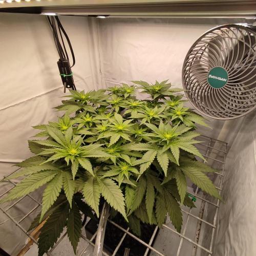 Ghost Train Haze #2. Week 6