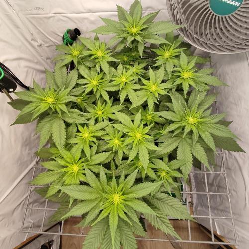 Ghost Train Haze. Week 6