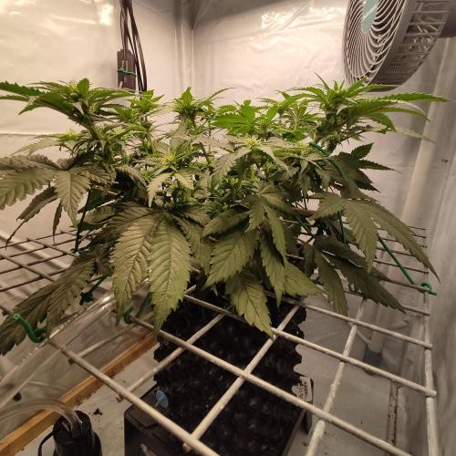 Ghost Train Haze #2. Week 6