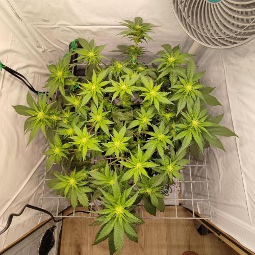 Ghost Train Haze. Week 6