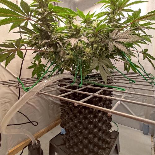 Ghost Train Haze #2. Week 8