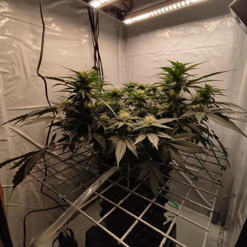 Ghost Train Haze #2. Week 8