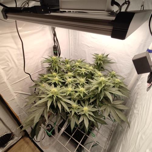 Ghost Train Haze #2. Week 8