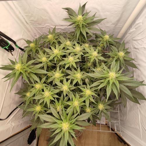 Ghost Train Haze #2. Week 8
