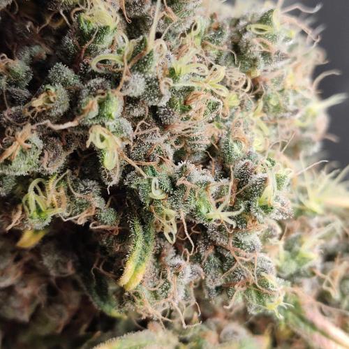 Mentha de Croco Bx1 F2. Week 19