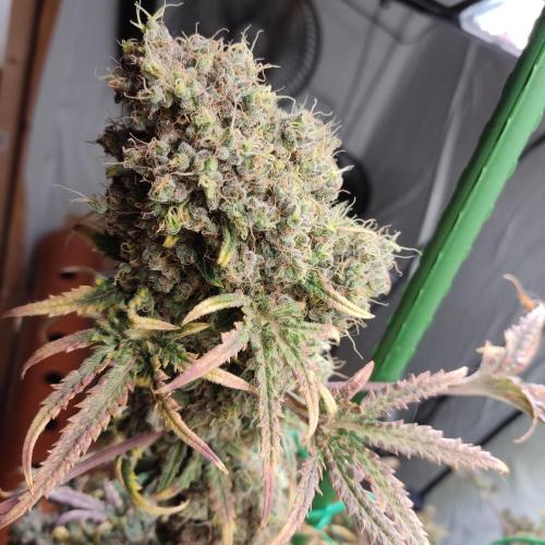 Mentha de Croco Bx1 F2. Week 19