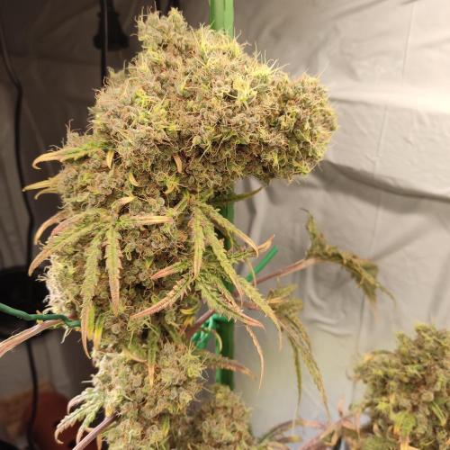 Mentha de Croco Bx1 F2. Week 19