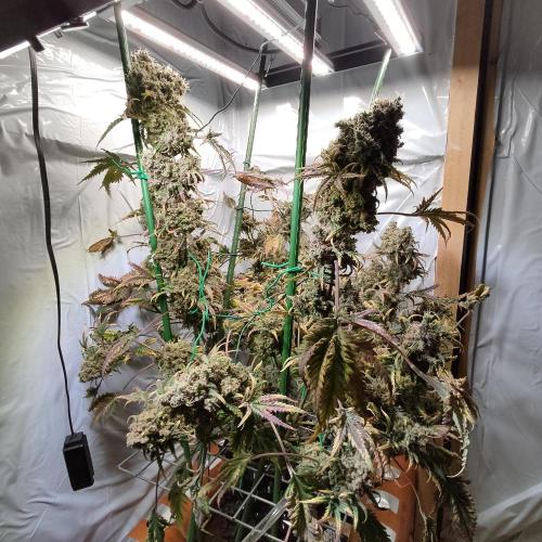 Mentha de Croco Bx1 F2. Week 19