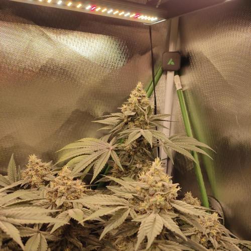 Sensi Star "Dont Panic Its Organic". Week 14