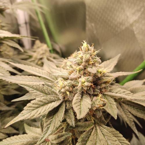 Sensi Star "Dont Panic Its Organic". Week 14