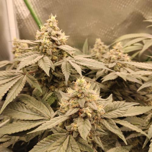 Sensi Star "Dont Panic Its Organic". Week 14