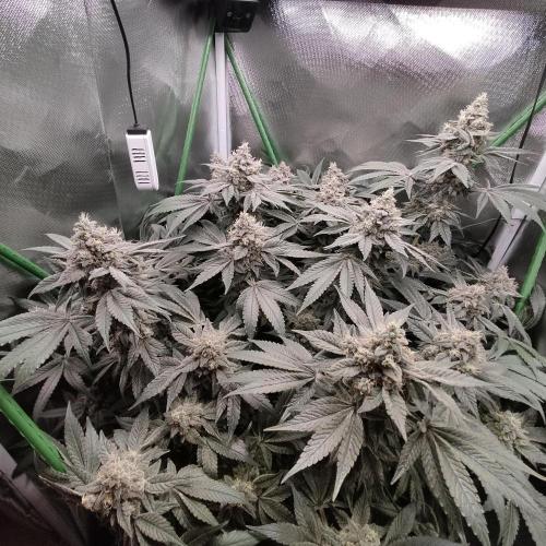 Sensi Star "Dont Panic Its Organic". Week 14
