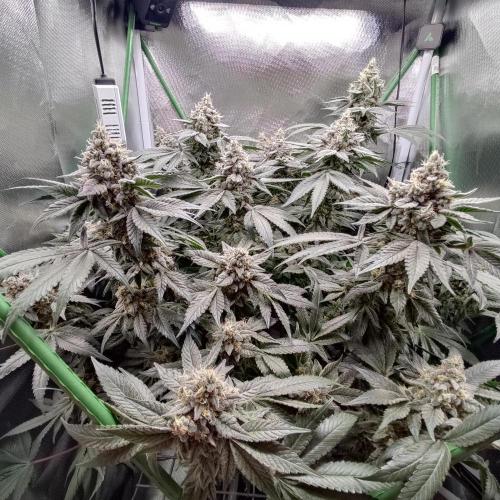 Sensi Star "Dont Panic Its Organic". Week 14