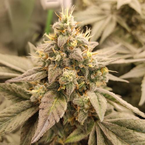 Sensi Star "Dont Panic Its Organic". Week 14