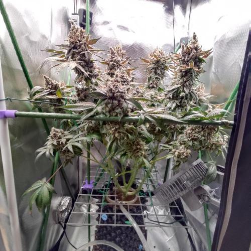 Sensi Star "Dont Panic Its Organic". Week 19