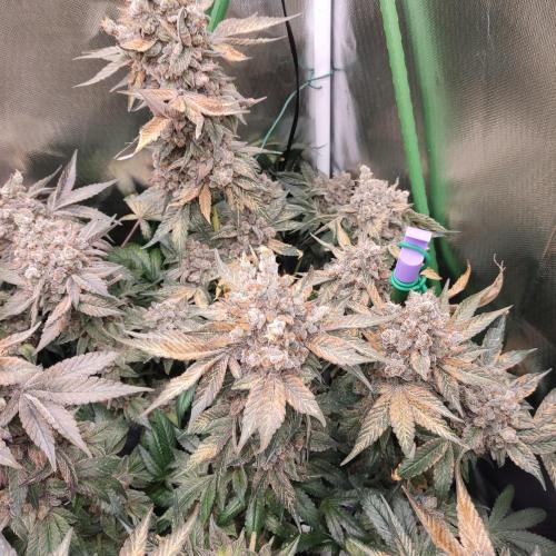 Sensi Star "Dont Panic Its Organic". Week 19
