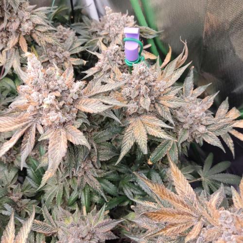 Sensi Star "Dont Panic Its Organic". Week 19