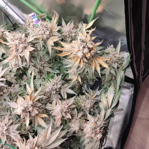 Sensi Star "Dont Panic Its Organic". Week 19
