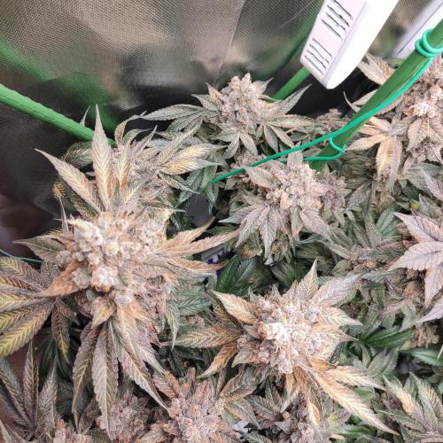 Sensi Star "Dont Panic Its Organic". Week 19