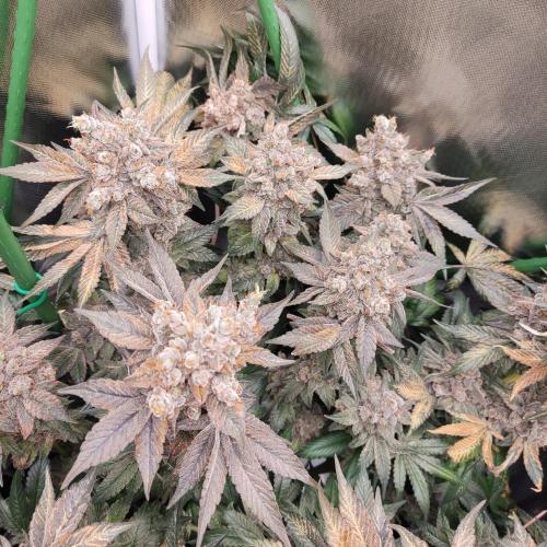 Sensi Star "Dont Panic Its Organic". Week 19