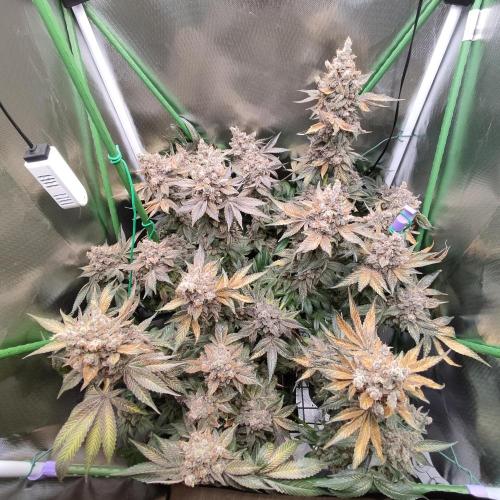 Sensi Star "Dont Panic Its Organic". Week 19