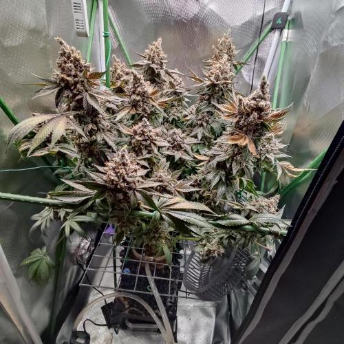 Sensi Star. Week 19