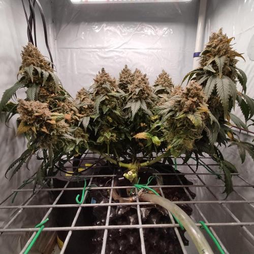 Ghost Train Haze #2. Week 16