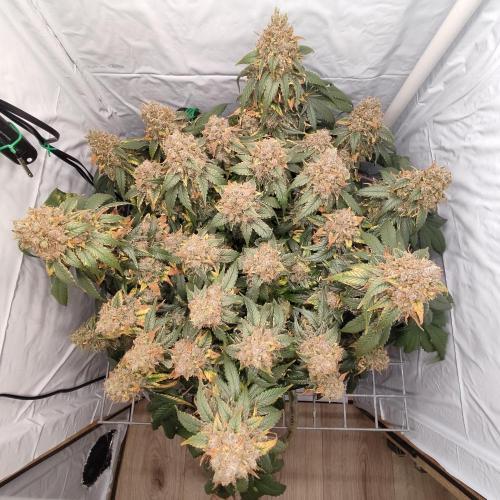Ghost Train Haze #2. Week 16