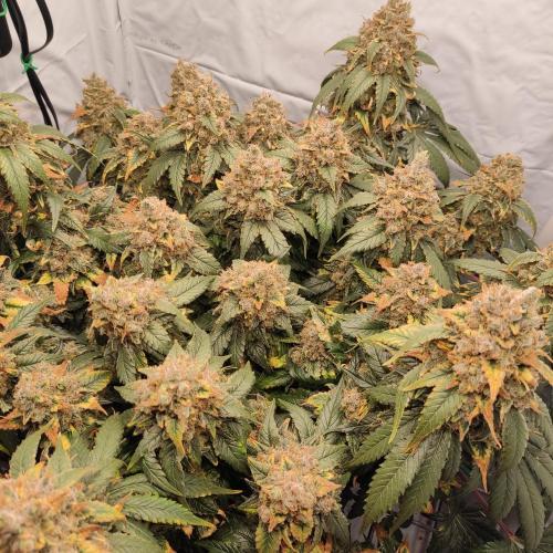 Ghost Train Haze #2. Week 16