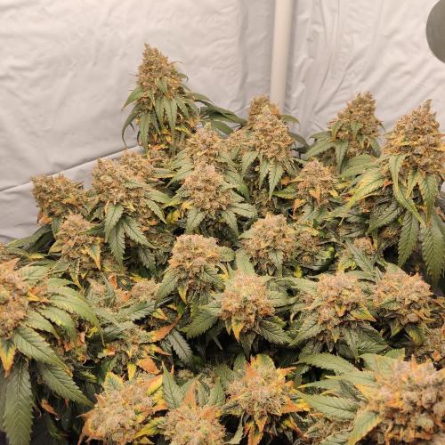 Ghost Train Haze #2. Week 16