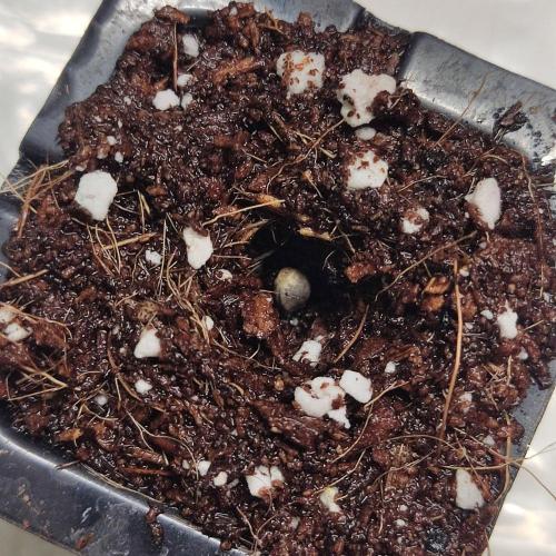 Lemon Cherry Gelato F1 Zamnesia. Week 0 - Canna Coco Pro mit bissel Perlite in einer easy Plug Schale.