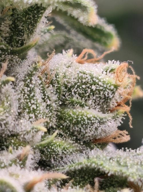 Insane OG. Week 9