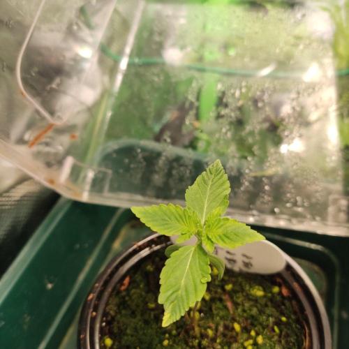 Lemon Cherry Gelato F1. Week 1