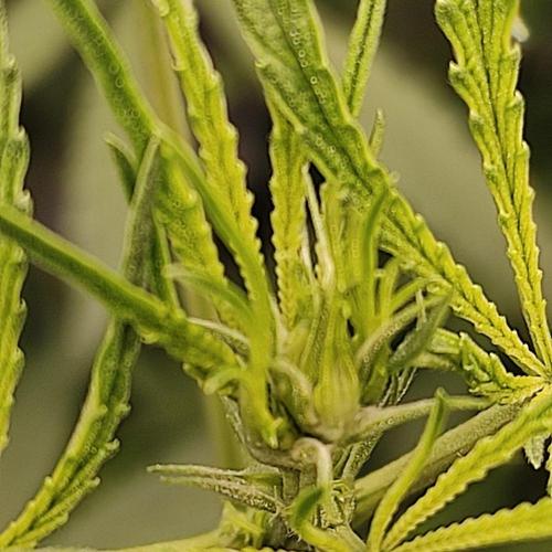 Jack Herer 7xSeeds all Bastards!. Week 6