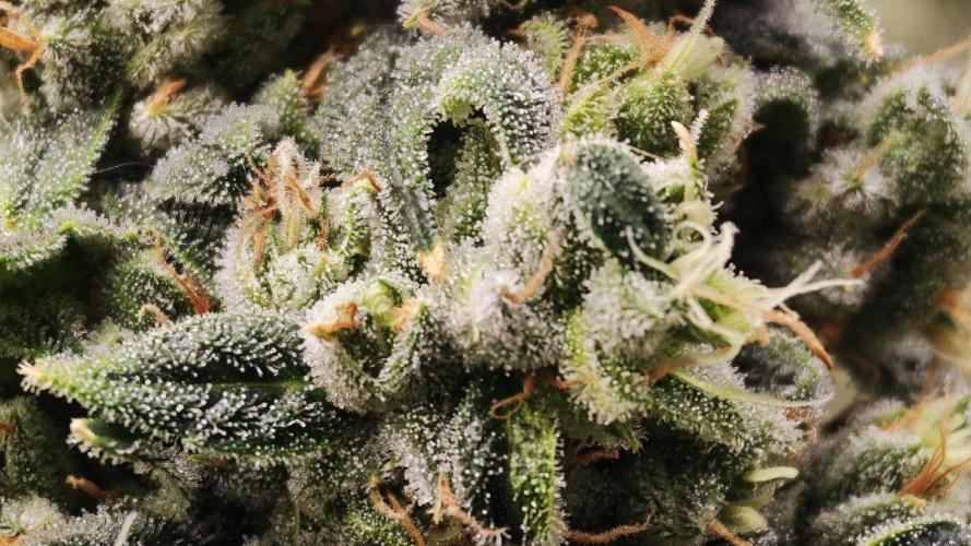 Insane OG. Week 10