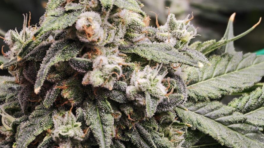 Insane OG. Week 10