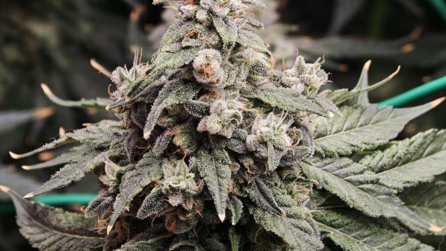 Insane OG. Week 10