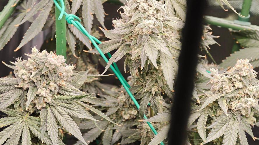 Insane OG. Week 10