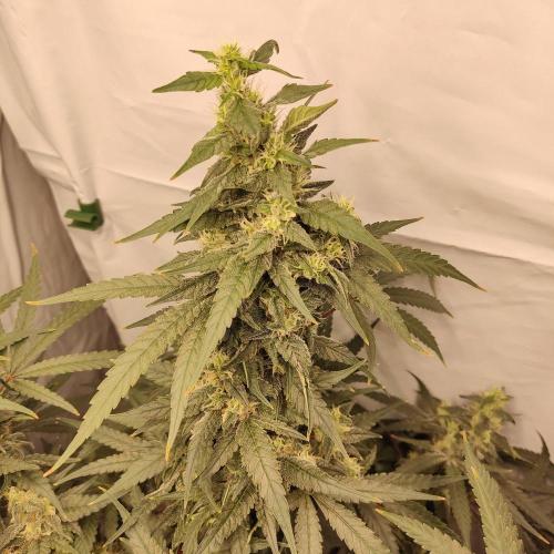 AK 47. Week 8
