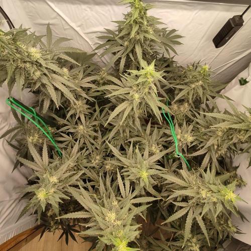 AK 47. Week 8