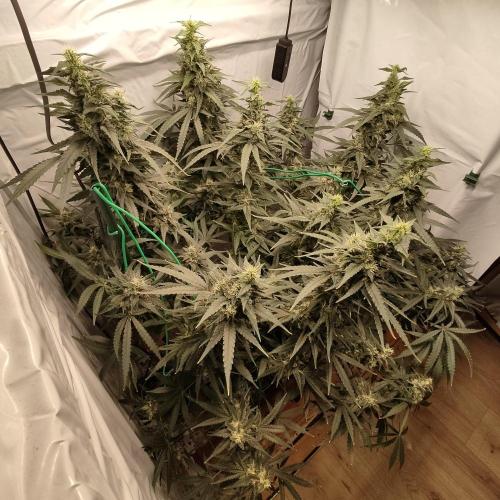 AK 47. Week 8