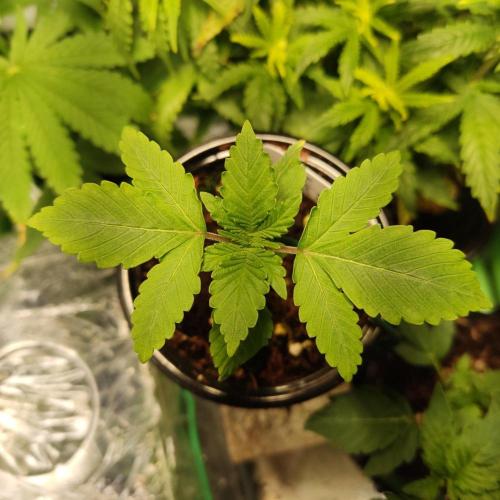 Lemon Cherry Gelato F1. Week 1